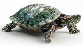 A close-up of a colorful turtle on a white background photo