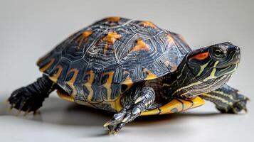 A close-up shot of a turtle with a patterned shell photo