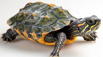 A painted turtle with a vibrant shell rests on a white surface photo