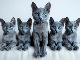 Five Russian Blue kittens, looking at the camera, sit on a white couch photo