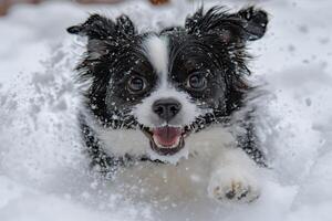 Happy dog running and playing in the snow on a winter day photo