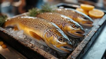 Fresh brown trouts lying on ice with lemon and dill in fish market photo