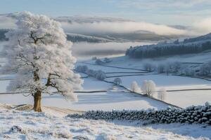 Hoar frost covering trees and fields in a beautiful winter landscape photo