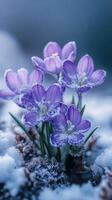 Purple crocuses blooming in the snow announce spring arrival photo