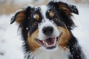 Australian shepherd dog enjoying snowfall with open mouth photo