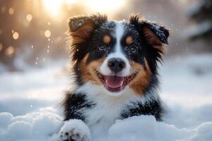 Happy australian shepherd puppy playing in snow at sunset photo