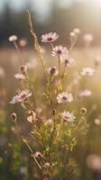 A vertical view of wildflowers bathed in soft sunlight, with ample clear background areas for text or graphics. photo