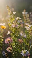 A vertical shot of wildflowers glowing in gentle sunlight, with clear background areas for text or graphic overlays. photo
