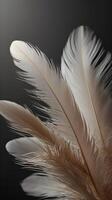 A vertical image of soft, detailed feathers, highlighted by a blank backdrop perfect for overlaying text. photo