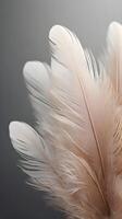 A close-up vertical view of soft feathers with intricate textures, framed by an uncluttered background for text placement. photo