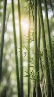 A peaceful vertical image of a bamboo grove with slender stalks reaching upwards, soft green hues, and ample space for text. photo