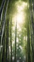 A serene vertical scene of bamboo growing towards the sky, with thin stalks and subtle green tones, offering clear space for text. photo
