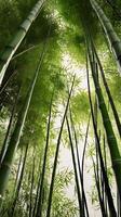 A calm vertical composition of bamboo stalks rising towards the sky, framed by gentle green tones and open space for copy. photo