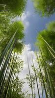 A serene vertical shot of a bamboo grove with thin stalks rising towards the sky, subtle green tones, and clear space for text. photo