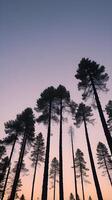 A serene vertical view of tall pine trees in silhouette, framed by a twilight sky with open space at the top for text. photo