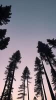 A vertical capture of pine tree silhouettes against a twilight sky, offering generous space above for copy. photo