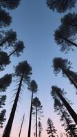 A vertical composition featuring the dark silhouettes of tall pine trees against a soft twilight sky, with clear space at the top for overlays. photo