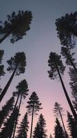 A vertical image of pine trees silhouetted against a twilight backdrop, leaving plenty of room at the top for copy placement. photo