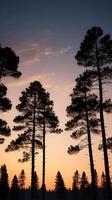 A vertical shot of tall pine tree silhouettes set against a twilight sky, with ample space above for text. photo