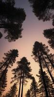 Vertical composition of tall pine tree silhouettes against a twilight sky, with clear space at the top for copy. photo