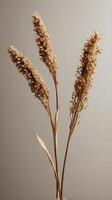 Vertical arrangement of dried floral stems against a blank, neutral backdrop, creating a minimalist aesthetic with copy space. photo