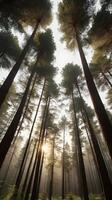 A vertical view of tall pine trees in a calm forest, with soft light filtering through, leaving clear space for text. photo