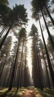 A peaceful vertical shot of towering pine trees in a quiet forest, illuminated by gentle light, with ample room for text. photo