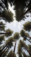 A tranquil vertical image of tall pine trees in a serene forest, with soft light streaming through and space for text placement. photo
