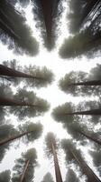 A vertical capture of tall pine trees in a quiet forest, with soft light filtering through and clear space for text placement. photo