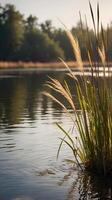 A serene vertical shot of a riverbank where tall reeds sway gently, creating soft water reflections and leaving room for text. photo