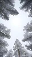 A serene vertical image of pine trees covered in snow, with soft lighting and a clear sky for copy space. photo