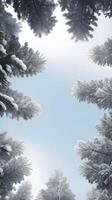 A calm vertical scene of pine trees with snow on the tops, softly lit with open sky space for copy or design. photo