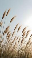 A composition of tall grass against a light sky, creating a calm, vertical scene with ample room for text overlay. photo