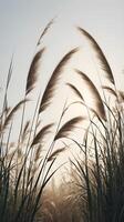 A vertical arrangement of tall grass blades outlined against a soft sky, offering a peaceful atmosphere and space for text. photo