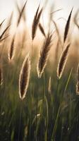 Vertical composition of tall grass blades silhouetted against a pale sky, creating a tranquil and open feel for text. photo