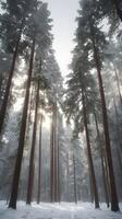 A serene vertical shot of snow-dusted evergreen trees, with a clear and bright sky providing ample room for text. photo