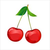 A branch of a cherry with ripe cherries and green leaves, isolated on a white background. vector