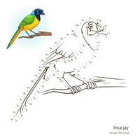 Inca jay learn birds educational game learn to draw illustration vector