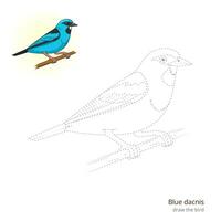 Blue dacnis learn birds educational game learn to draw illustration vector