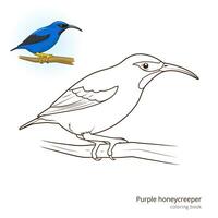 Purple honeycreeper bird learn birds educational game coloring book illustration vector