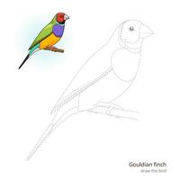 Gouldian finch learn birds educational game learn to draw illustration vector