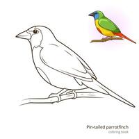 Pin tailed parrotfinch bird learn birds educational game coloring book illustration vector