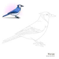 Blue jay learn birds educational game learn to draw illustration vector