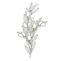 Hand drawn olive branch illustration with linear style and green outline. Minimalistic composition. elegant botanical elements for logos, packaging, prints, textiles, menu vector