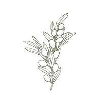 Hand drawn olive branch illustration with linear style and green outline. Minimalistic composition. elegant botanical elements for logos, packaging, prints, textiles, menu vector