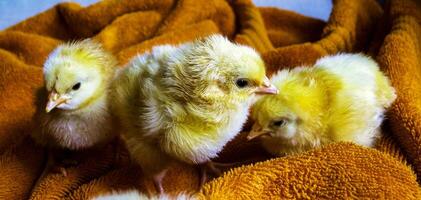 three yellow chicks on a towel photo