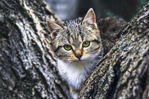 a kitten was between two trees photo