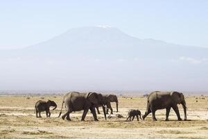 A herd of elephants is walking on a barren field photo