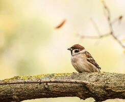 A sparrow was perched on a tree branch photo