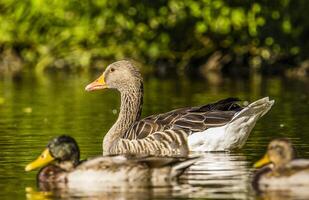Three ducks are swimming in a blue pond photo